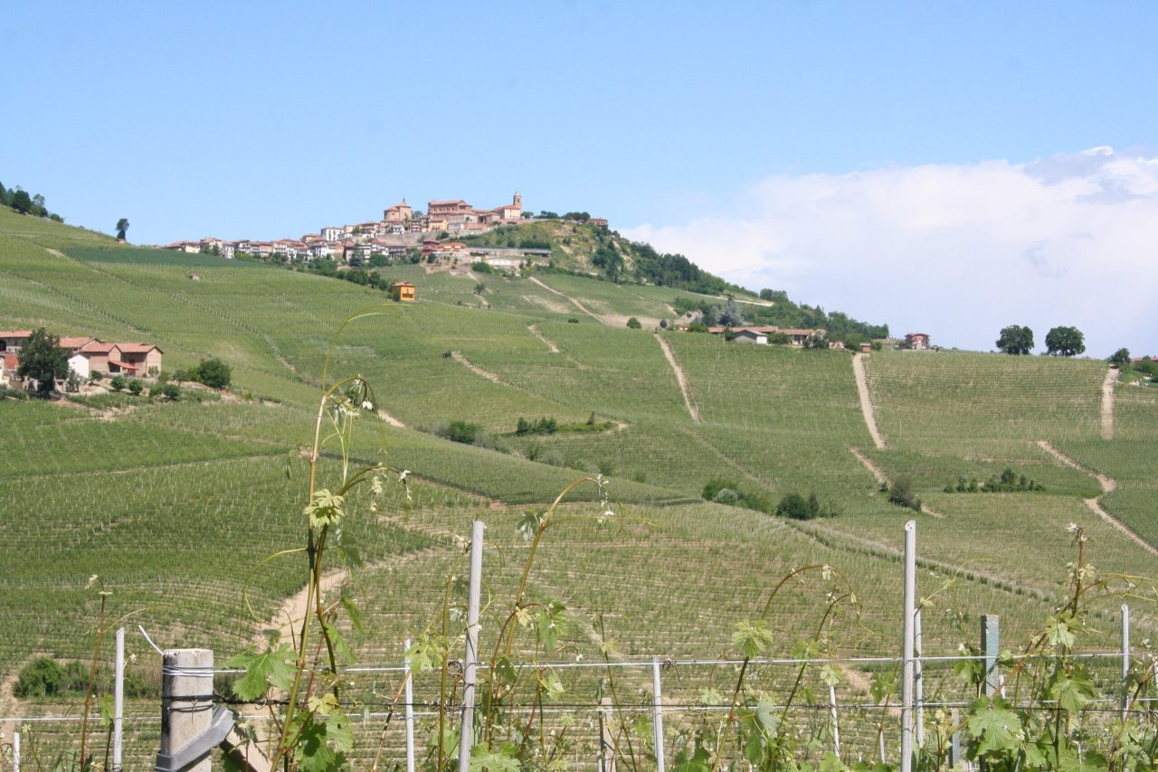 Vineyards on the Brunate slope below the hilltop village of La Morra, Piedmont