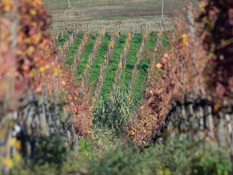 Azienda Agricola Castel de Paolis winery image 4