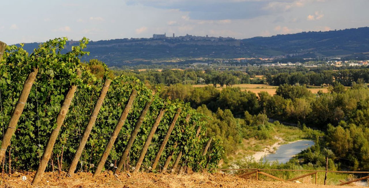 Bigi vine rows on a hillside above a river valley, with a hill town on the horizon