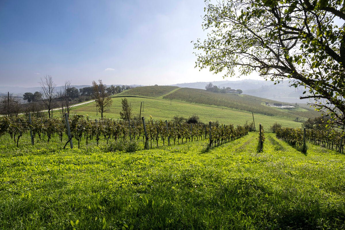 Azienda Agricola Fratelli Bucci winery image 2