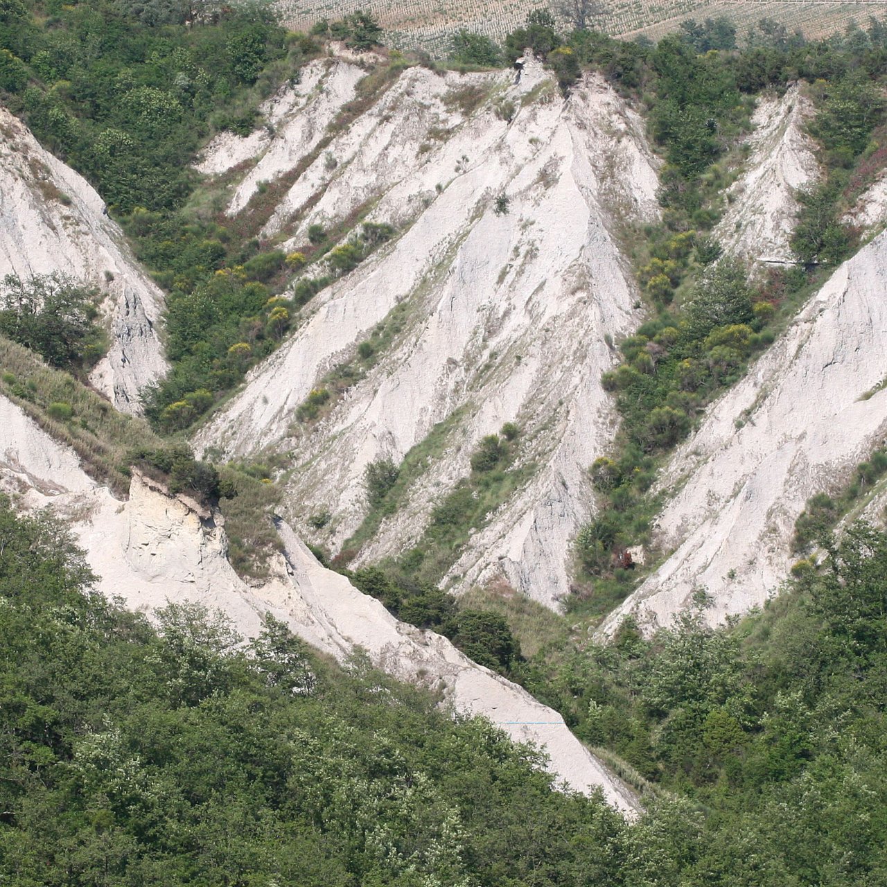 Bare white clay gullies, the calanchi, among the woods at Argillae