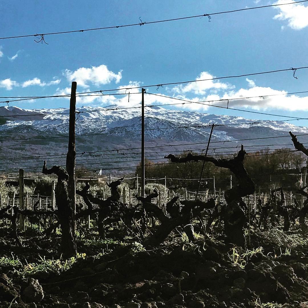 Tenuta delle Terre Nere winery image 3