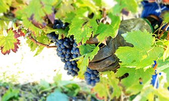 Lungarotti winery image 4