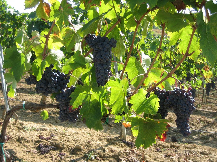 Campochiarenti winery image 5