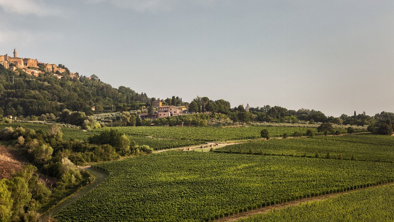 Canneto's vineyards on the slopes below Montepulciano, with the old hill town on the skyline