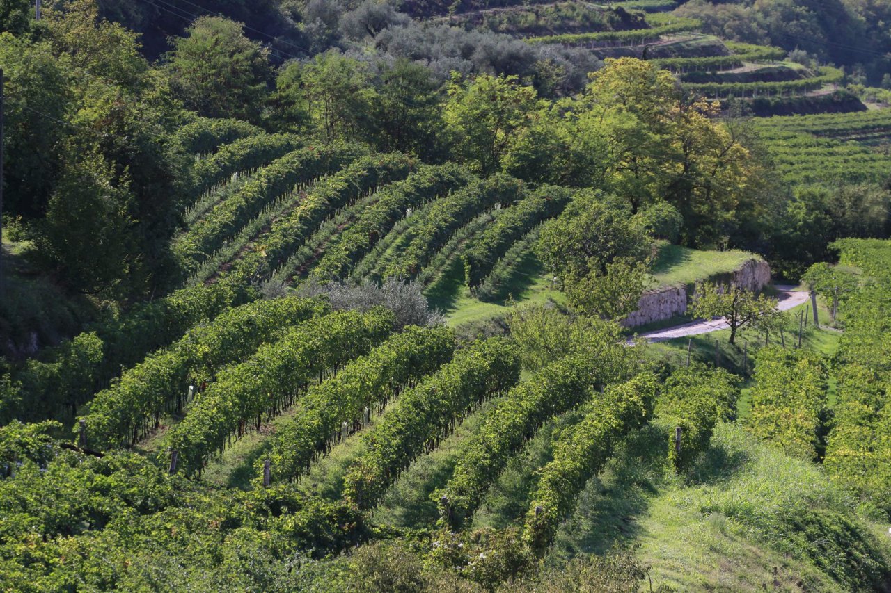 Terraced vineyards and a dry-stone wall on a hillside farmed by Cantina Valpantena growers