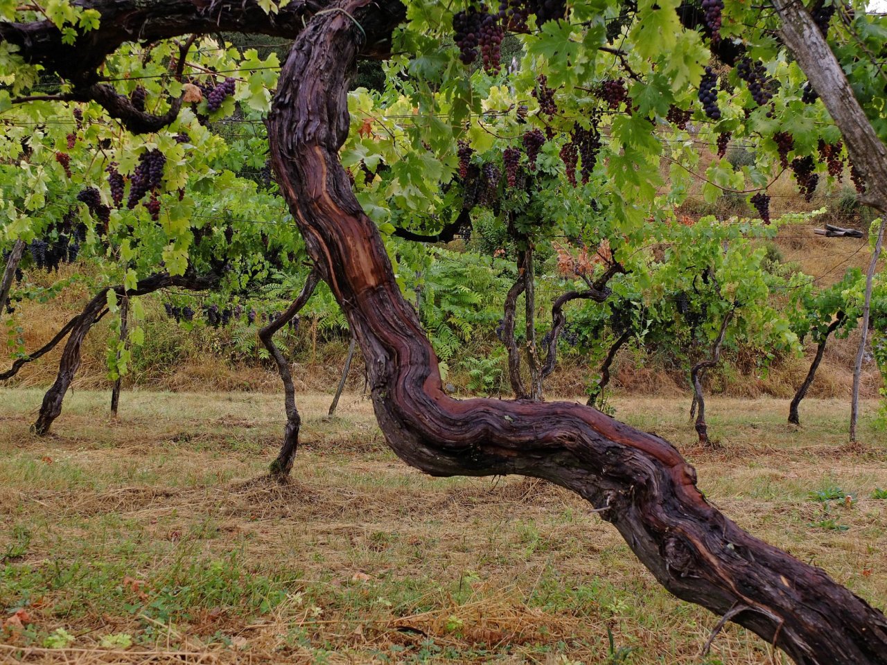 An old, twisted vine trunk with dark grapes hanging above it in a Cantina Valpantena vineyard