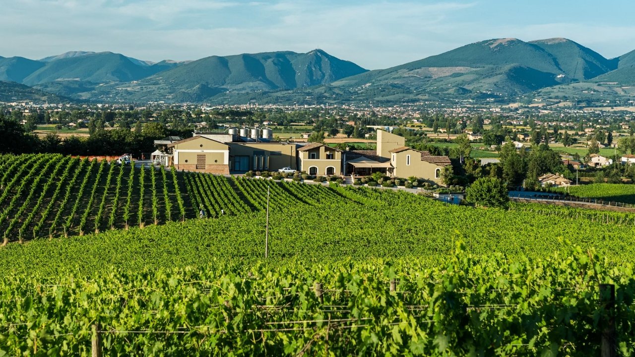 Arnaldo Caprai winery image 3
