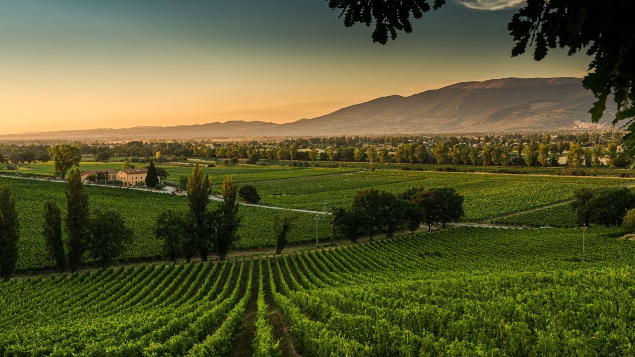 Arnaldo Caprai winery image 1