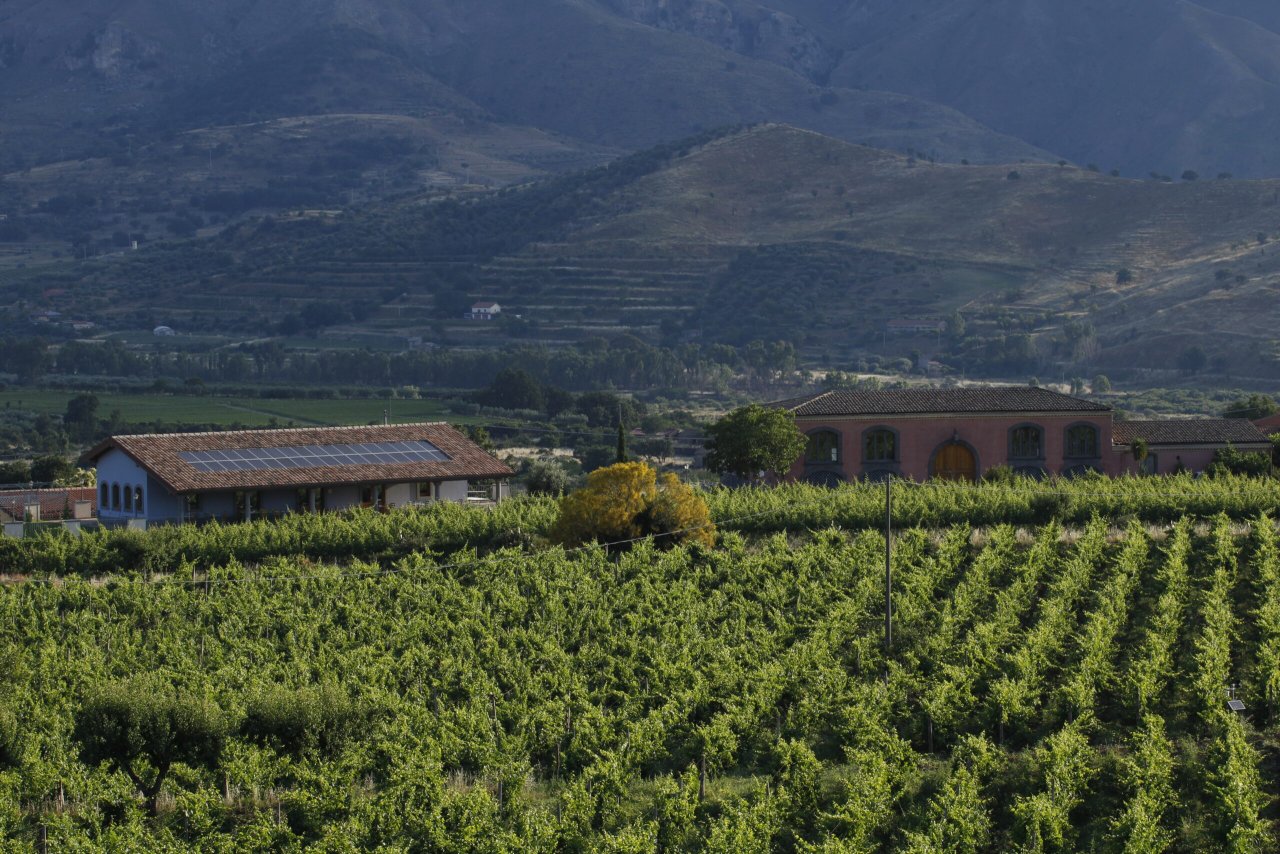 Tenuta delle Terre Nere winery image 2