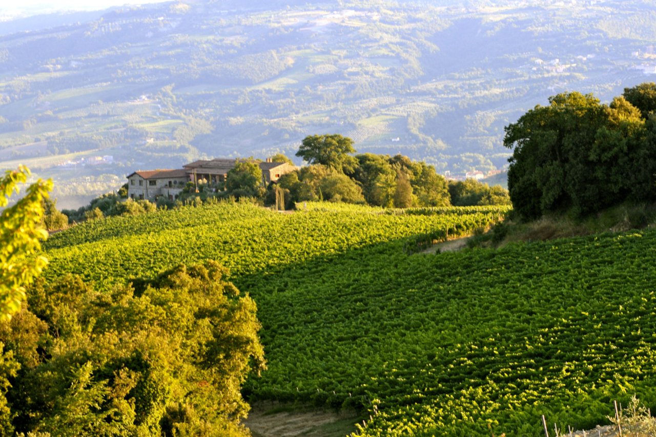 Vineyards at Tenuta Vitalonga running up to stone buildings among the trees, with the valley below