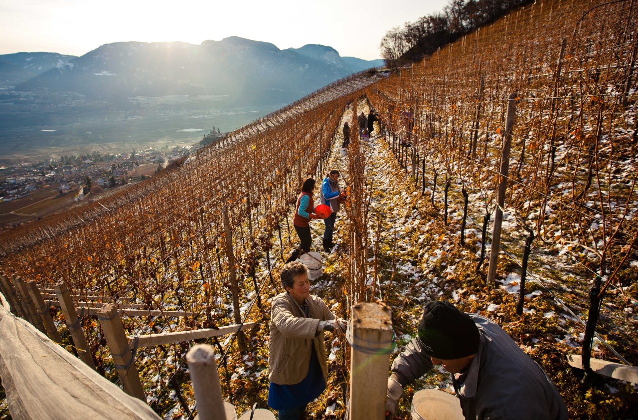 Cantina Tramin winery image 2