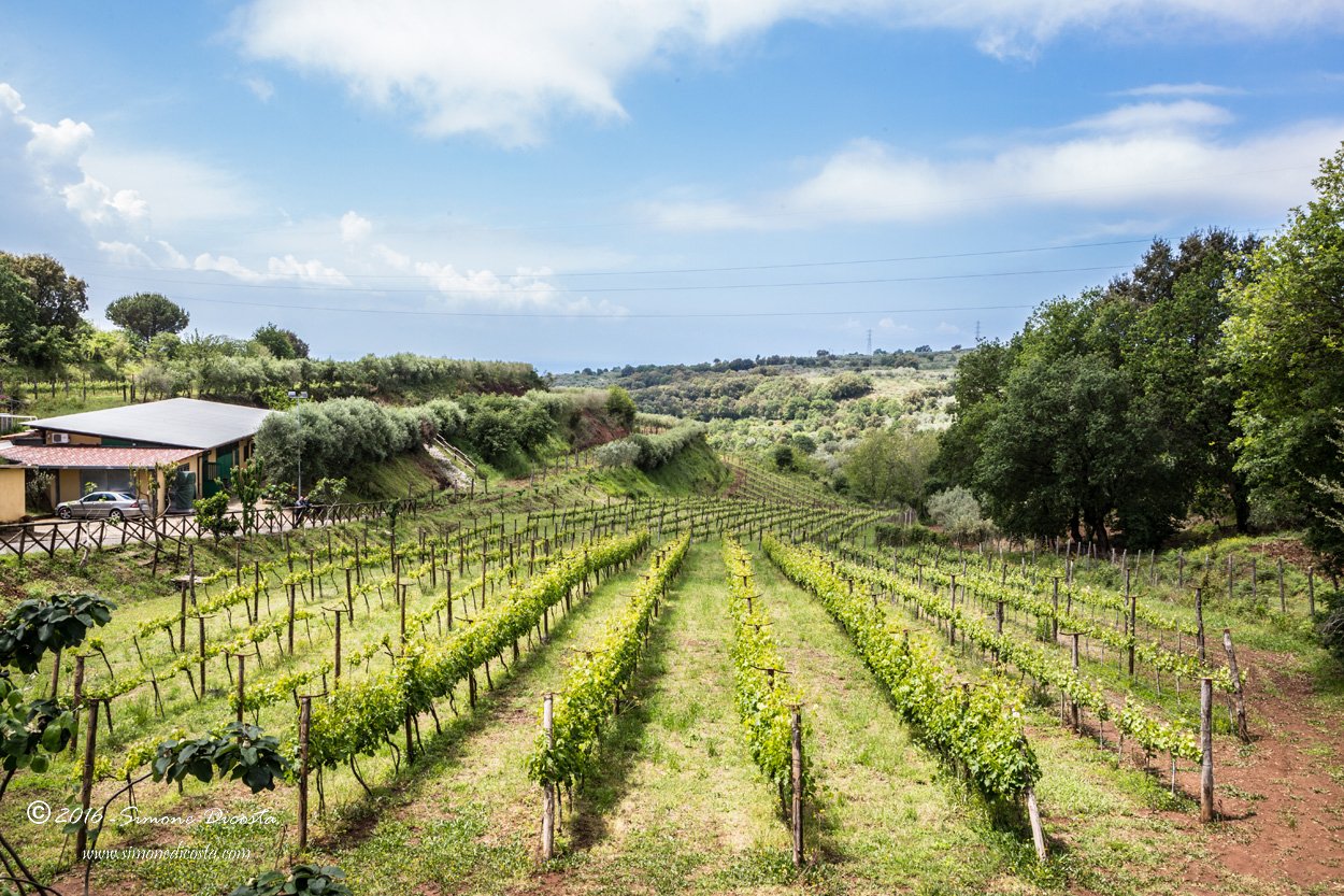 Cantine Benvenuto winery image 4