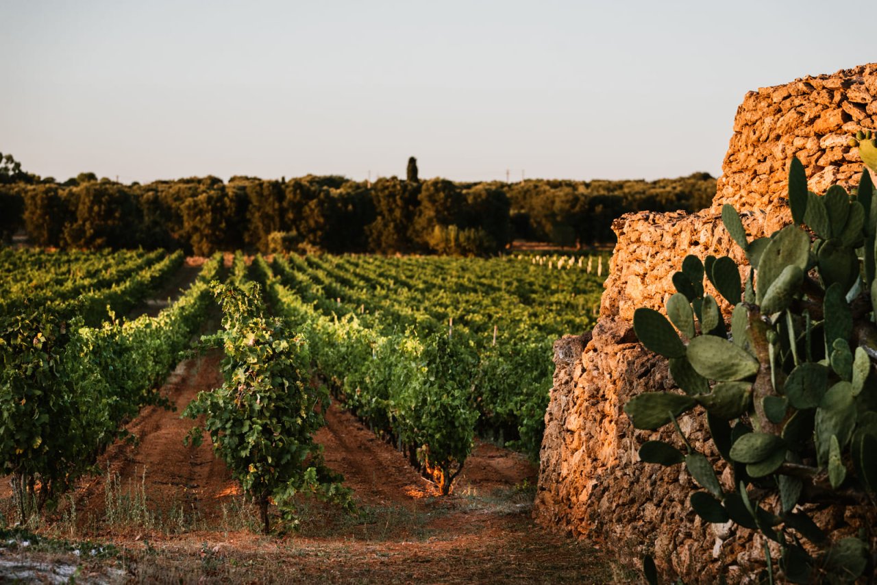 Cantine San Marzano winery image 5