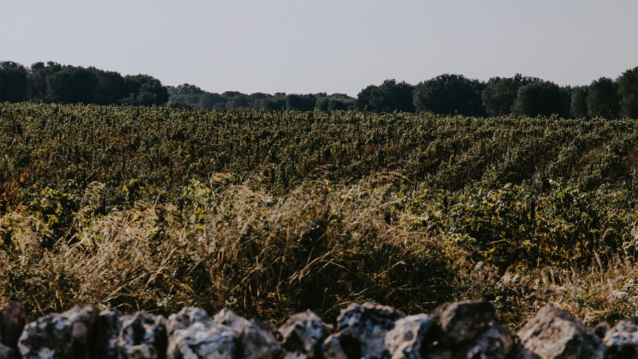Tormaresca winery image 4