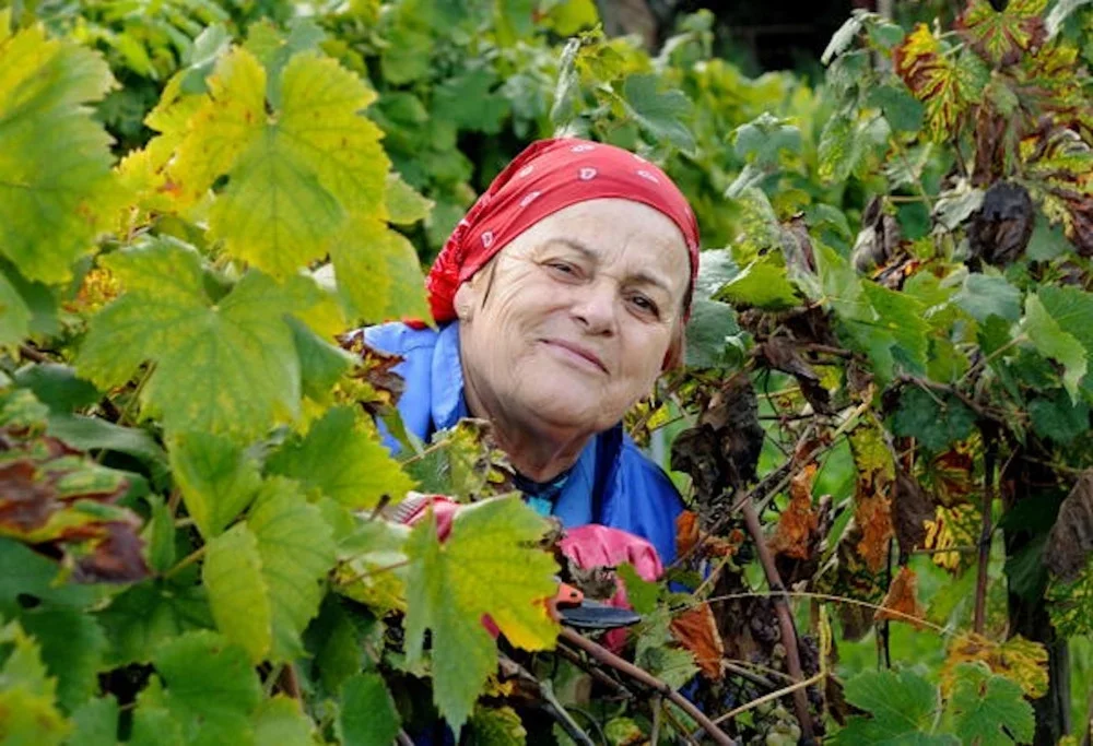 Unforgettable Harvest Experience at Casale Mattia in Montecompatri at Casale Mattia