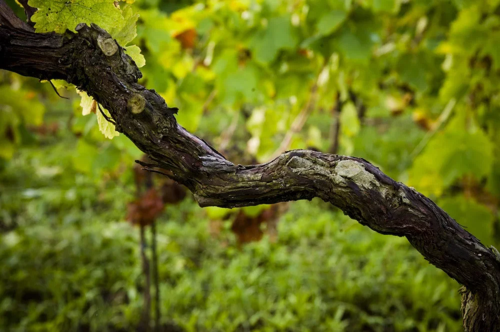 Vineyard Pruning Experience at Casale Mattia in Montecompatri at Casale Mattia