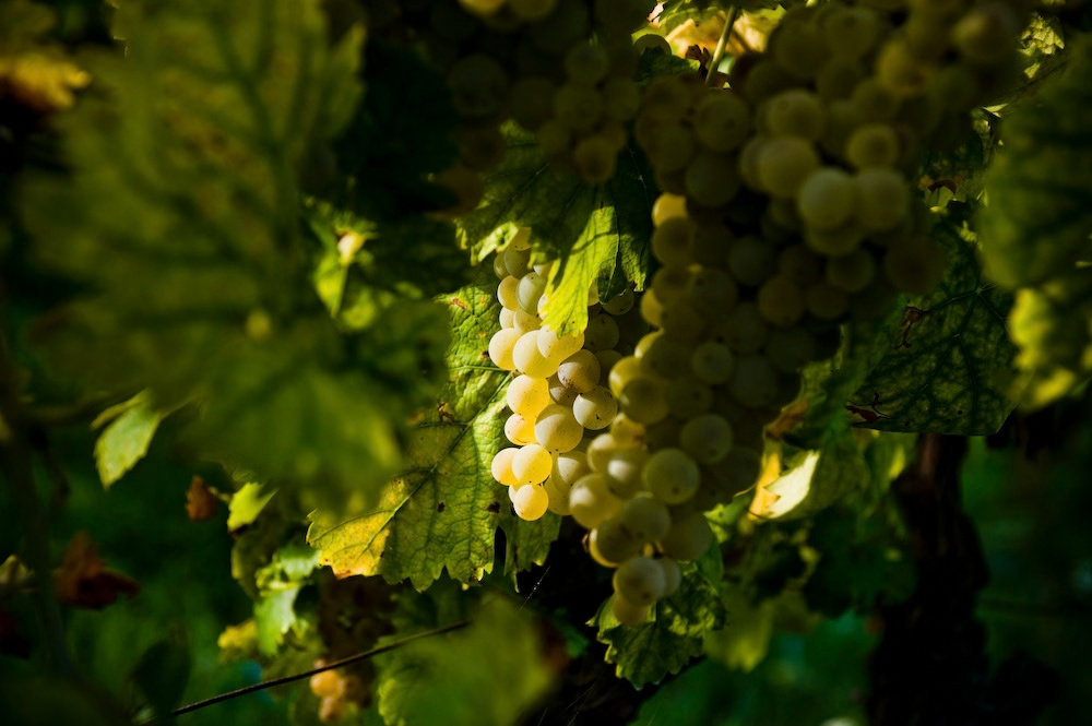 A ripe white grape bunch in dappled light among the leaves at Casale Mattia