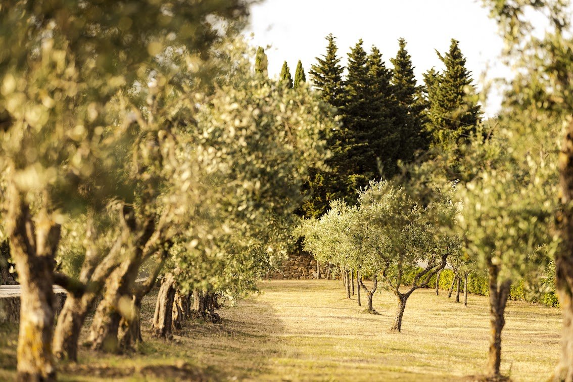 Picnic among the vines at Castello di Albola