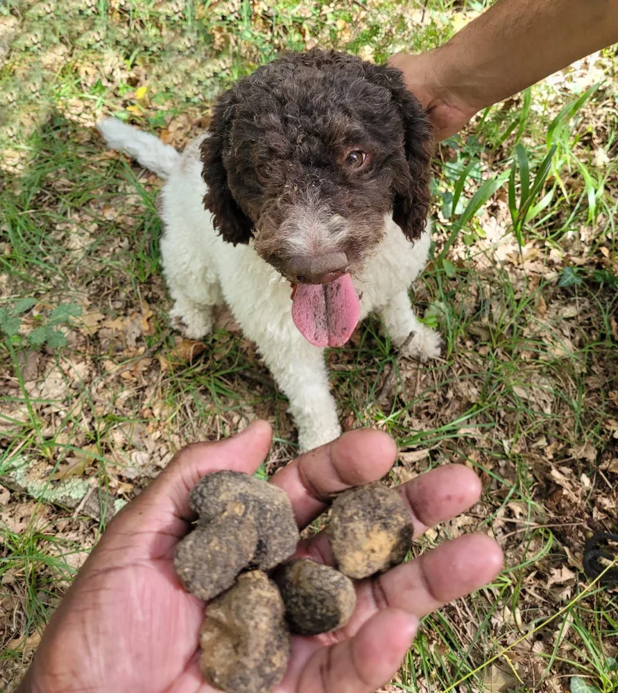 Truffle Hunting Adventure, Lunch & Wine Tasting at Castello Monterinaldi in Chianti Classico at Castello di Monterinaldi