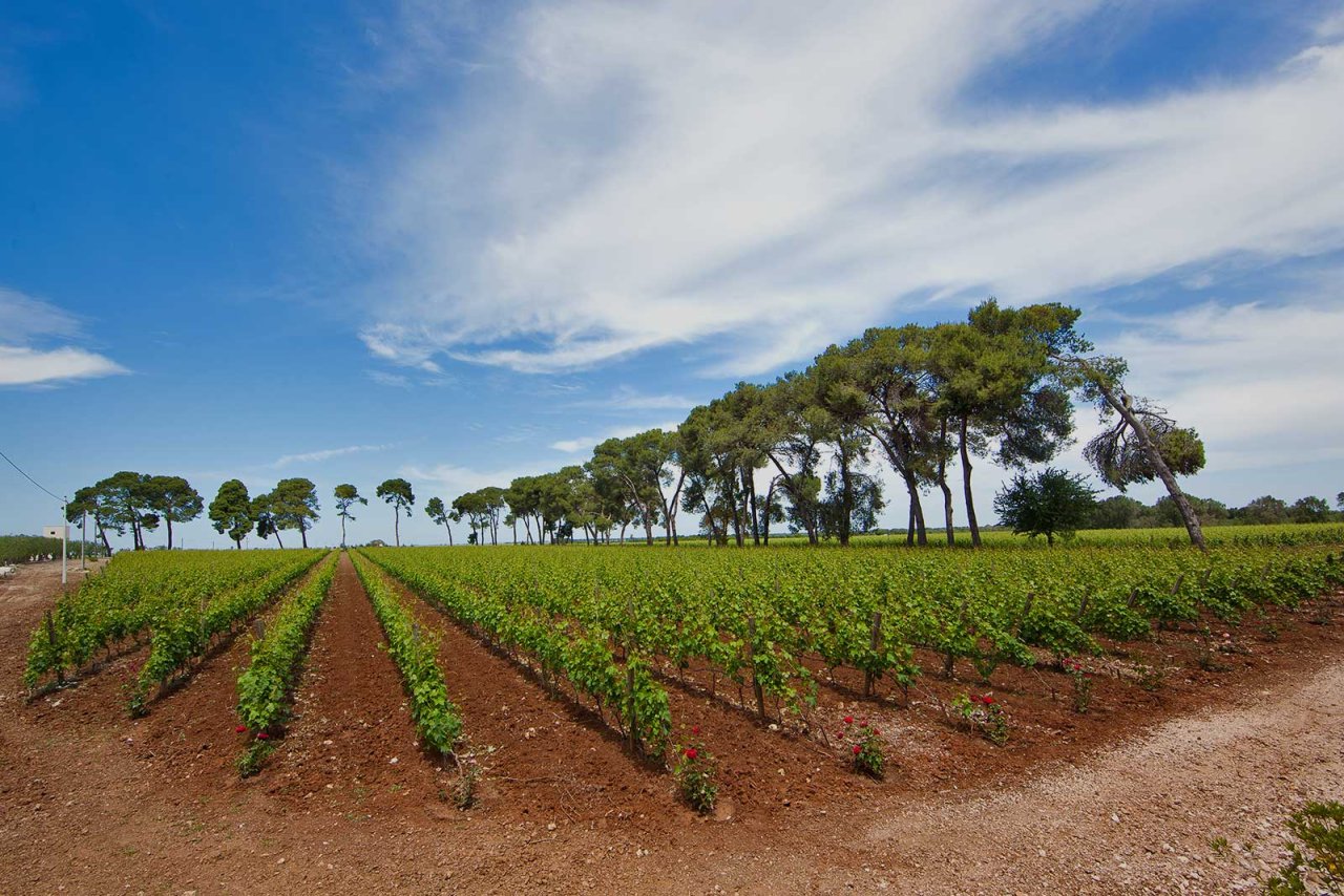 Vine rows at Castello Monaci under a wide Salento sky, with umbrella pines along the edge