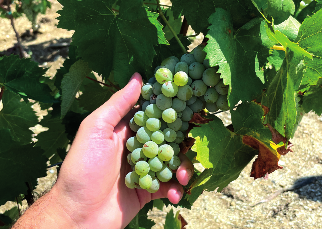 A bunch of white grapes held on the vine in a Le Moire vineyard