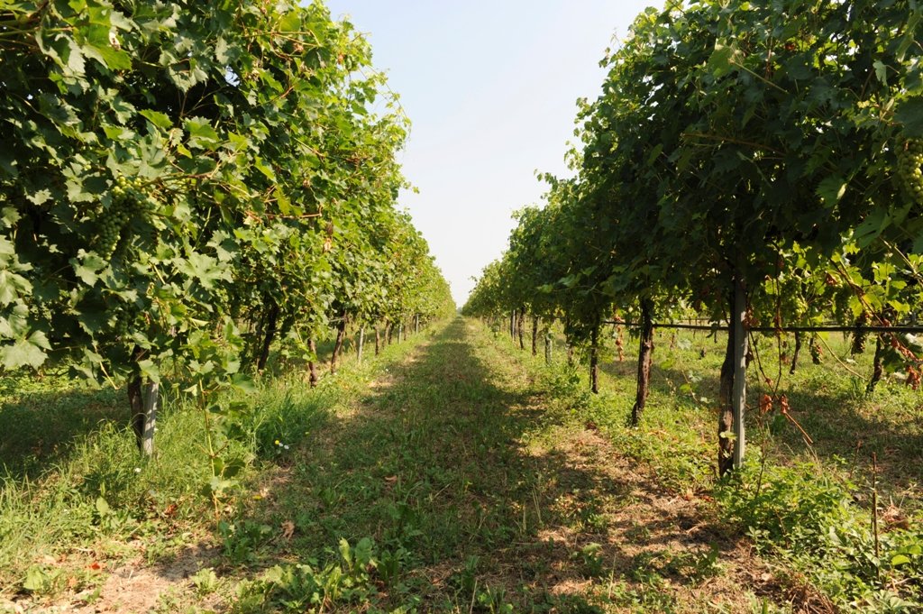 Medici Ermete & Figli winery image 1