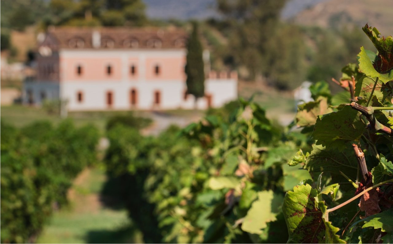 Librandi Antonio Cataldo & Nicodemo winery image 2