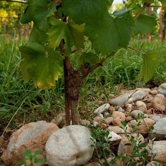 Lis Neris winery image 2