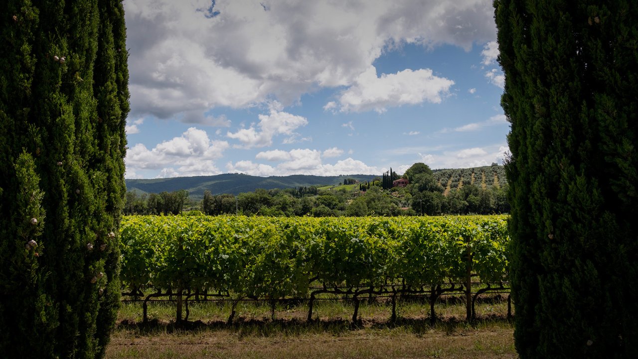 Ca' Marcanda vineyards at Castagneto Carducci framed by cypress trees