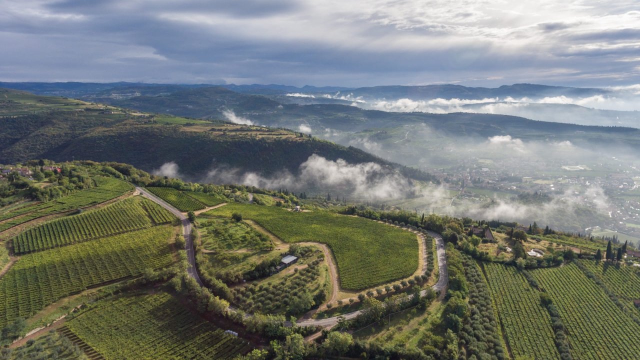 Estate tasting and vineyard visit at Allegrini at Allegrini