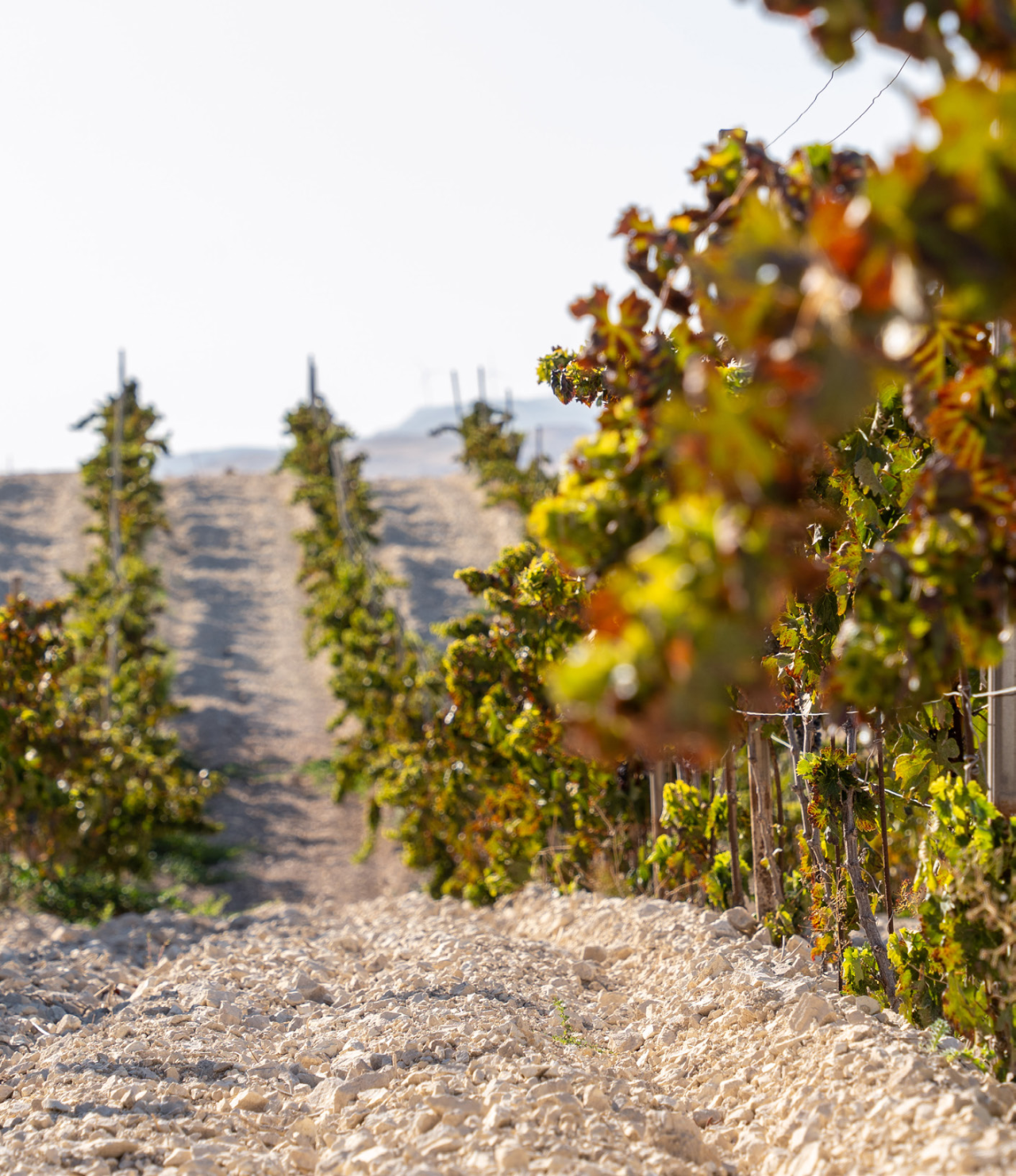 Rows of vines on pale, stony ground in a Catalano Viticoltori vineyard near Gela