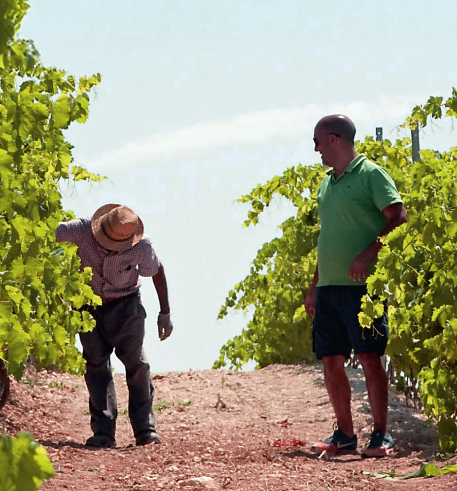 Two men checking the vines in a Catalano Viticoltori vineyard