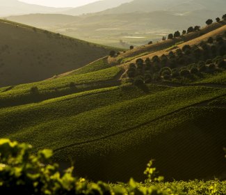 Cusumano winery image 2