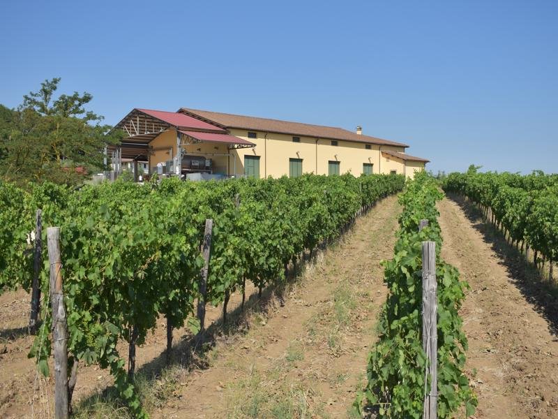 Rows of vines leading up to the long, pale yellow winery building at Cantina Custodi