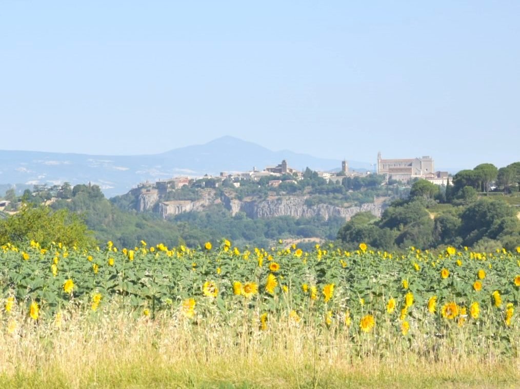 Orvieto on its cliff behind a field of sunflowers, in a photograph from Cantina Custodi