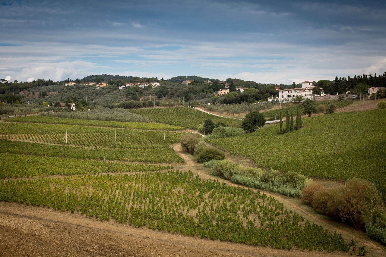 Rows of young vines on rolling hills around Fattoria San Michele a Torri, with villas and olive trees on the ridge.