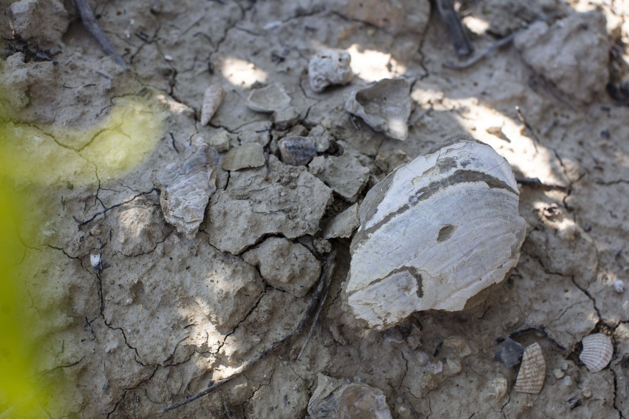 A large fossil shell lying in the pale, cracked soil of a Decugnano dei Barbi vineyard