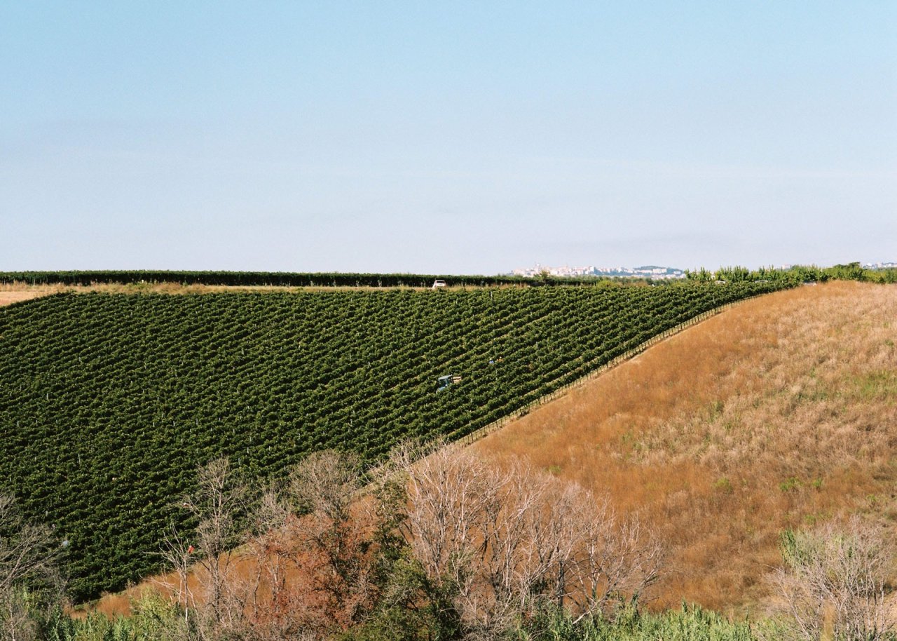 Azienda Agricola Di Majo Norante winery image 1