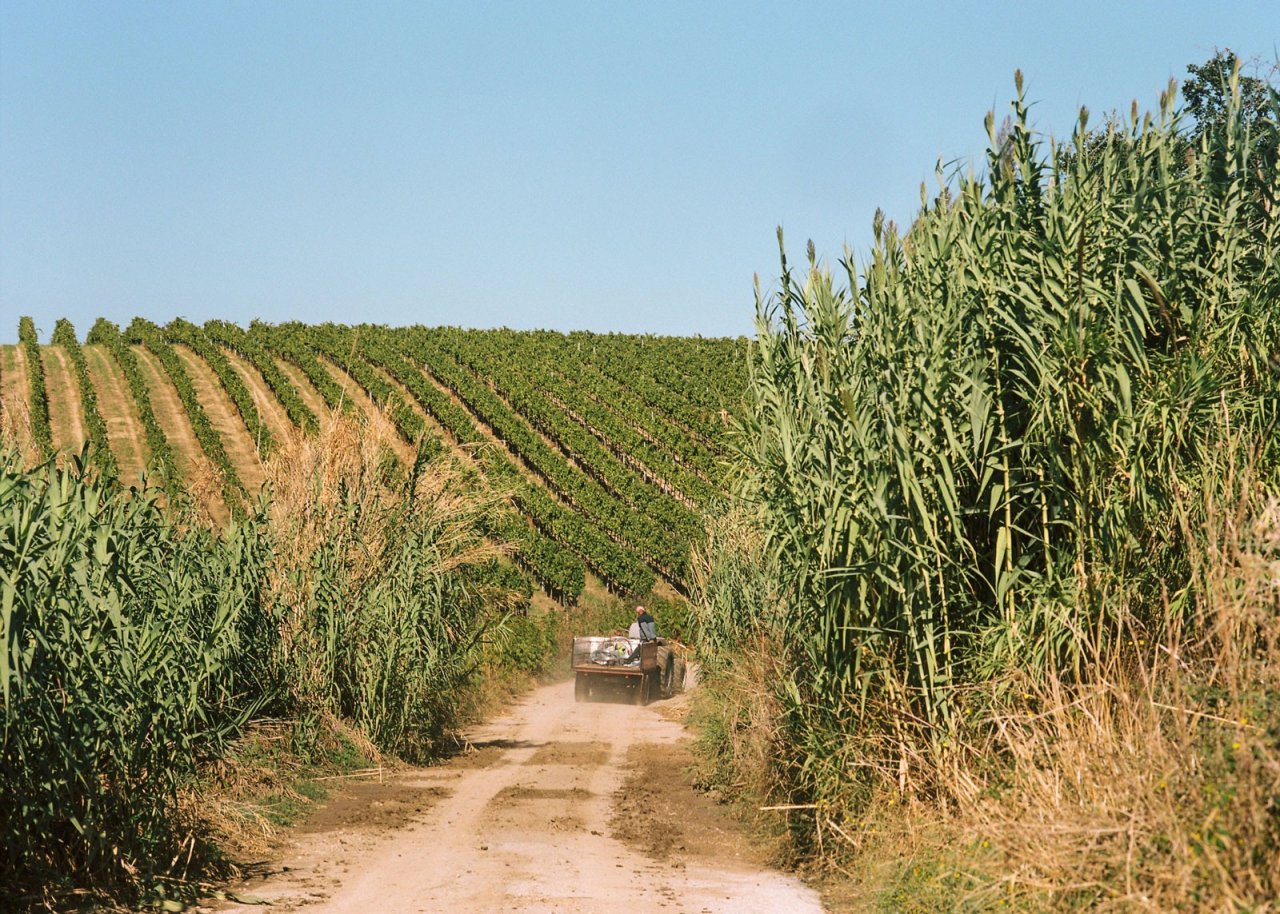 Azienda Agricola Di Majo Norante winery image 2