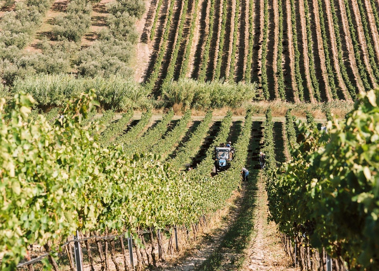 Azienda Agricola Di Majo Norante winery image 3