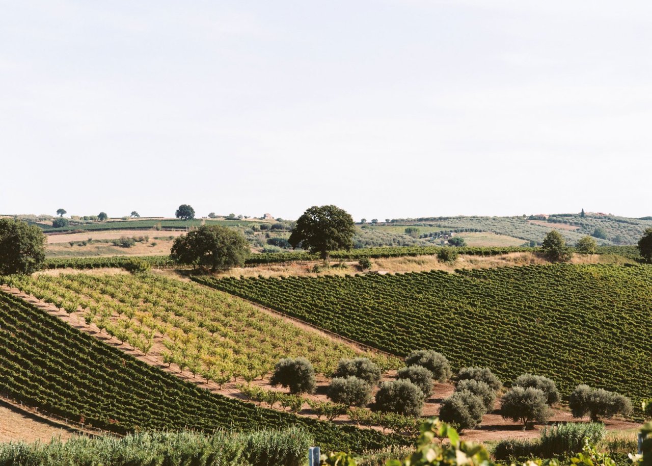 Azienda Agricola Di Majo Norante winery image 4