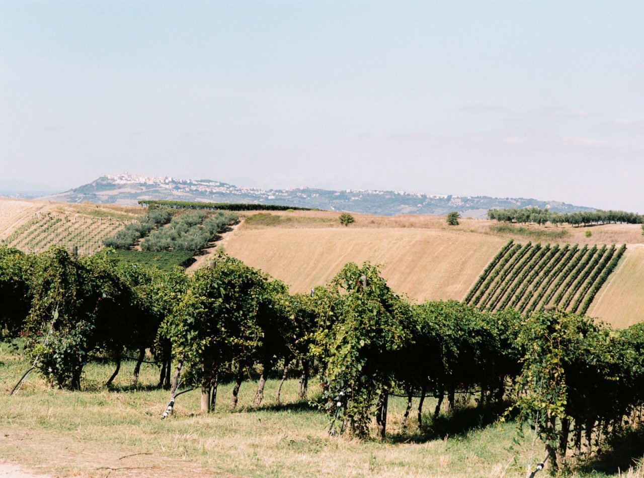 Azienda Agricola Di Majo Norante winery image 5