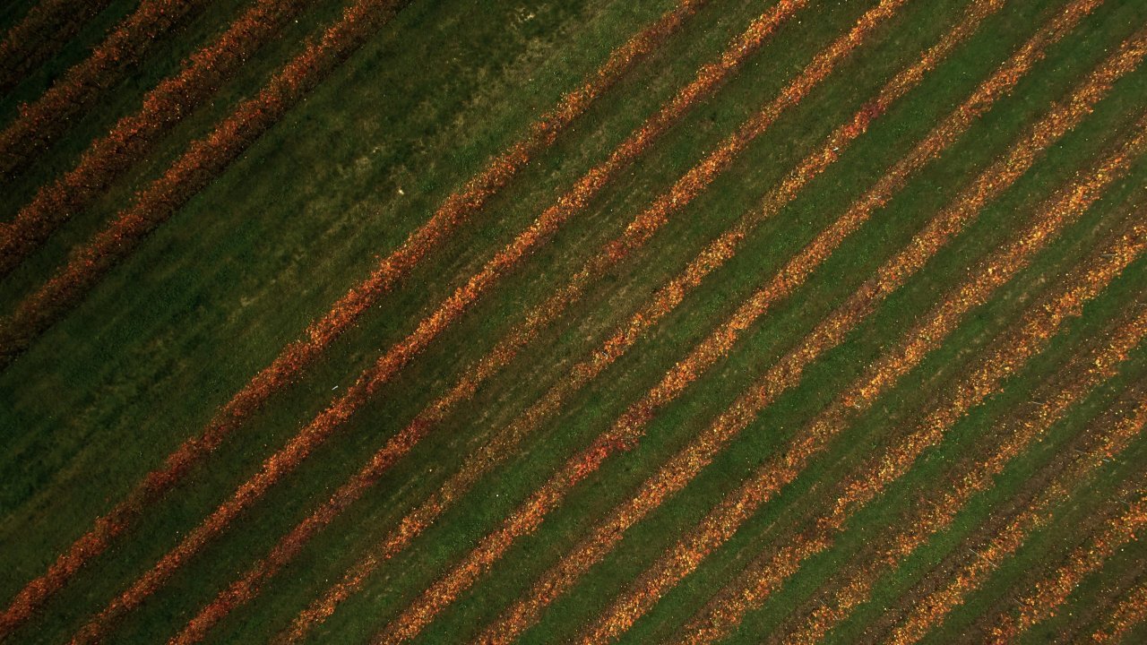 Medici Ermete & Figli winery image 2