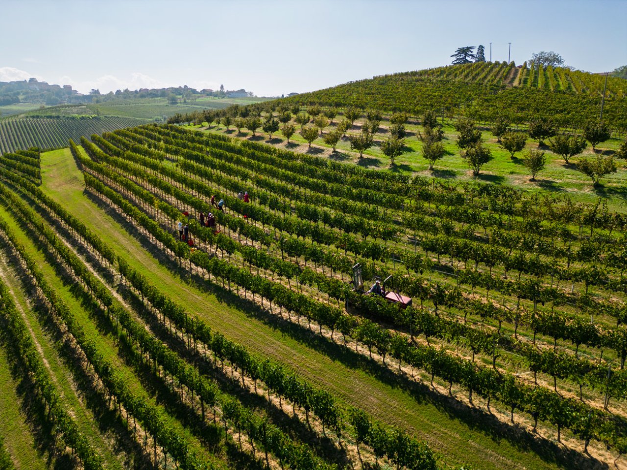Rows of Bersano vines on a hillside seen from above, with a tractor working between them