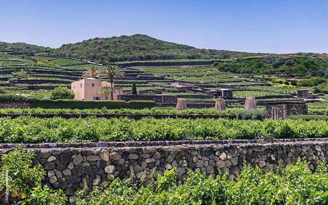 Donnafugata winery image 2