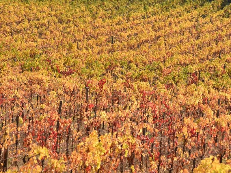 Rows of vines turning yellow and red in autumn at Cantina Custodi
