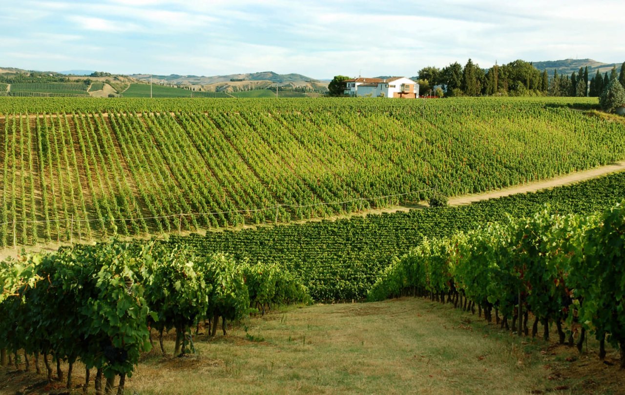 Fattoria Zerbina winery image 2