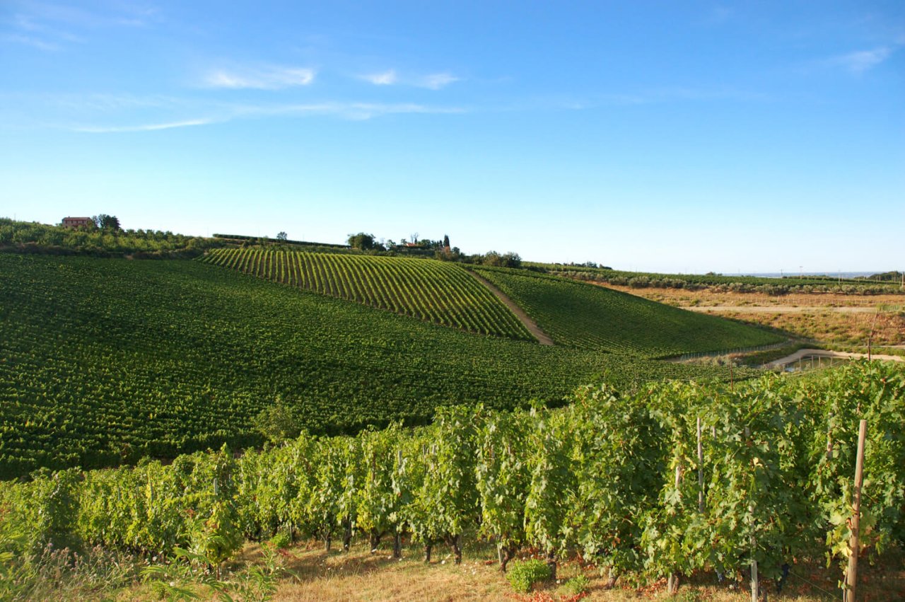 Fattoria Zerbina winery image 3