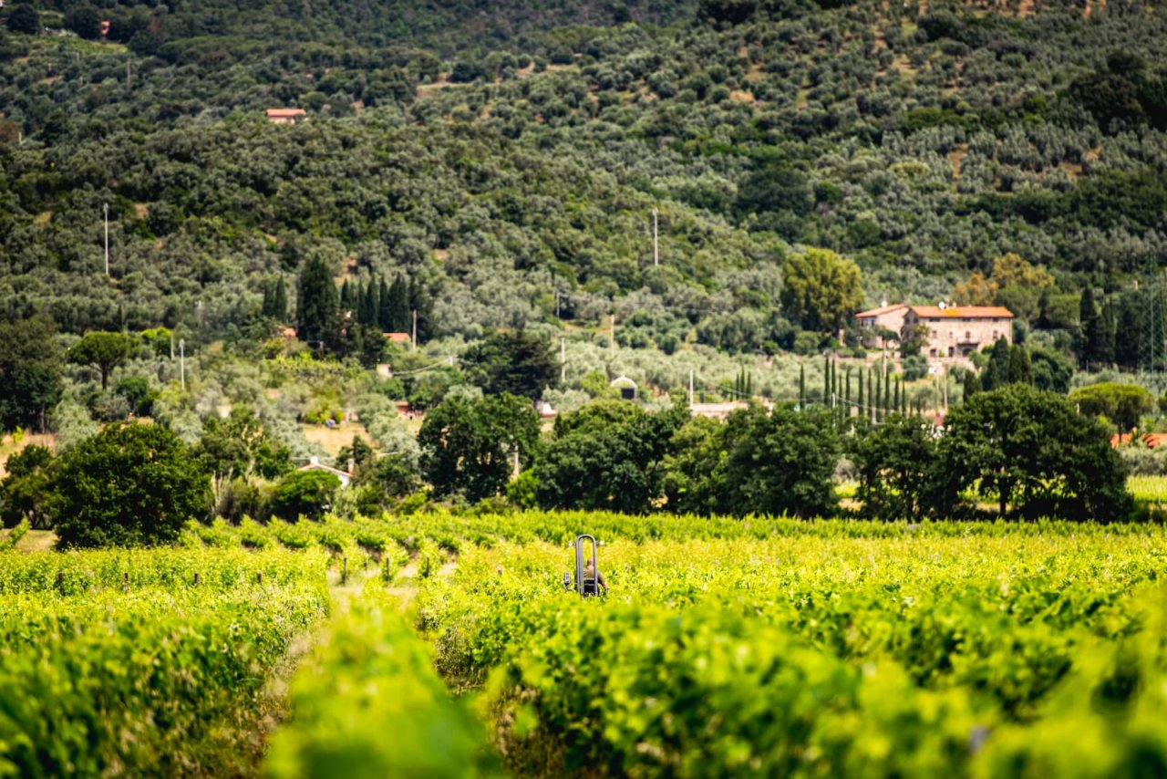 Vineyard rows running up to a stone farmhouse below wooded hills at Tua Rita, Suvereto